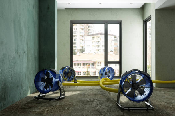 Best Mold removal after water damage  in Vernon Valley, NJ